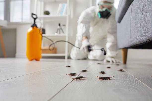 Affordable Termite Control solutions in Grace, ID